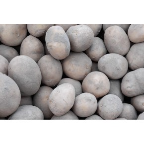 Pootaardappel Frieslander A