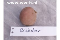 Pootaardappel Bildstar A