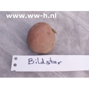 Pootaardappel Bildstar A