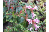 Abelia 'Edward Goucher' C2