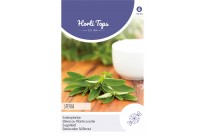 Stevia, Suikerplantje of Honingkruid