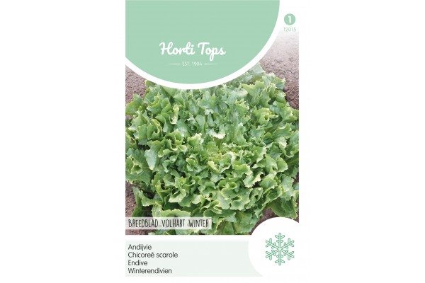 Andijvie Breedblad Volhart Winter