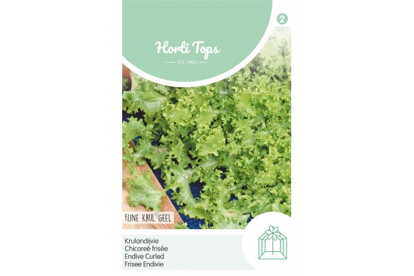 Andijvie Altijd Witte