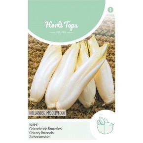 Brussels Witlof Hollandse Middelvroeg