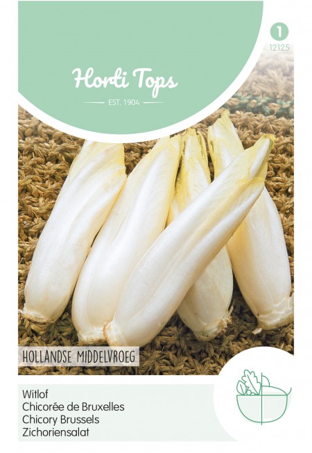 Brussels Witlof Hollandse Middelvroeg