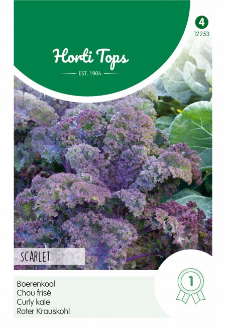 Boerenkool Scarlet, paars