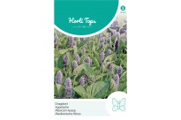 Agastache, Dropplant (mexicana)