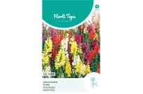 Antirrhinum, Leeuwenbekje hoog gemengd