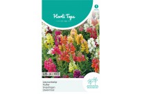 Antirrhinum, Leeuwenbekje half-hoge gemengd