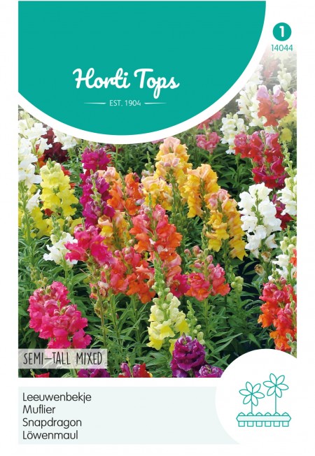 Antirrhinum, Leeuwenbekje half-hoge gemengd