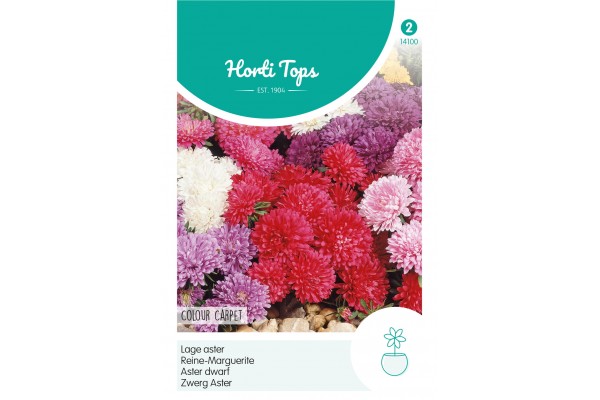 Callistephus, Dwerg-Aster Colour Carpet gemengd