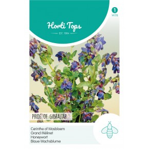 Cerinthe, Wasbloem Pride of Gibraltar