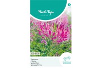 Cleome, Kattensnor Rose Queen