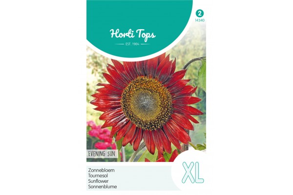 Helianthus, Zonnebloem Evening Sun/Avondzon