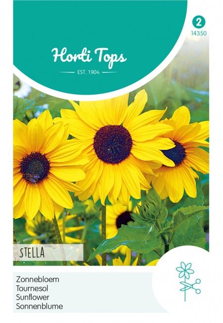 Helianthus, Zonnebloem Stella