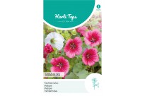 Malope, Trechtermalva gemengd