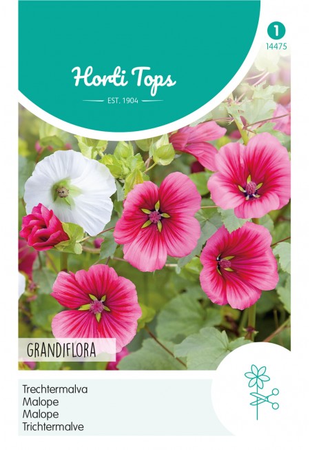 Malope, Trechtermalva gemengd