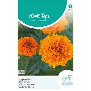 Tagetes, hoge Afrikaan Hawaii oranje