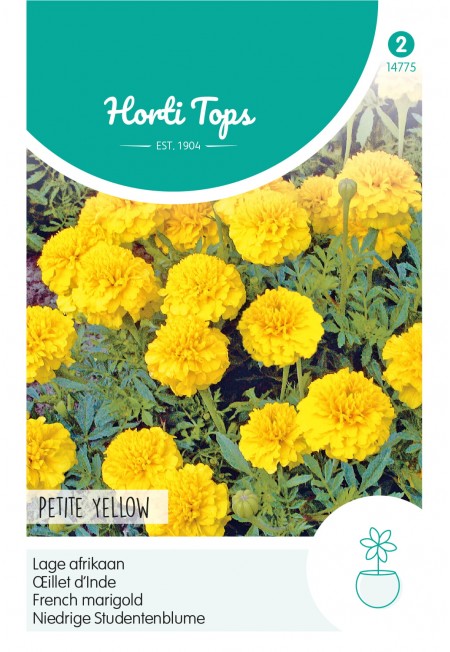 Tagetes, lage Afrikaan Petite Yellow