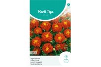 Tagetes, lage Afrikaan Carmen