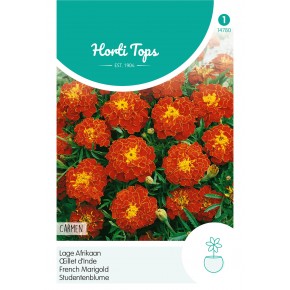 Tagetes, lage Afrikaan Carmen