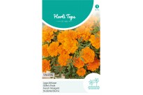 Tagetes, lage Afrikaan Tangerine