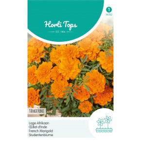 Tagetes, lage Afrikaan Tangerine