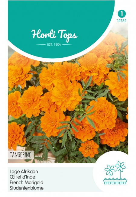 Tagetes, lage Afrikaan Tangerine