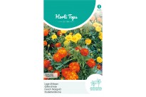 Tagetes, lage Afrikaan Bonita gemengd