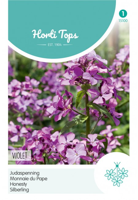 Lunaria, Judaspenning Violet