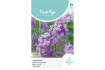 Hesperis, Damastbloem Violet