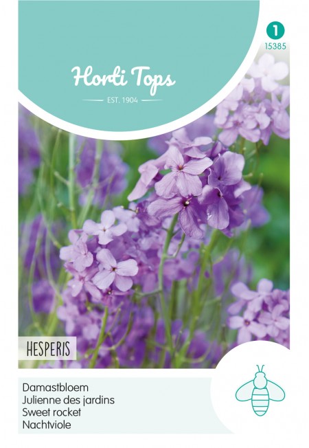 Hesperis, Damastbloem Violet