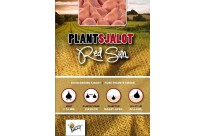 Plantsjalotten Red Sun 250g