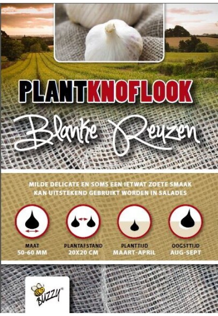 Plantknoflook Blanke Reuzen 5st