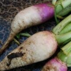 Stoppelknol Samson 250g