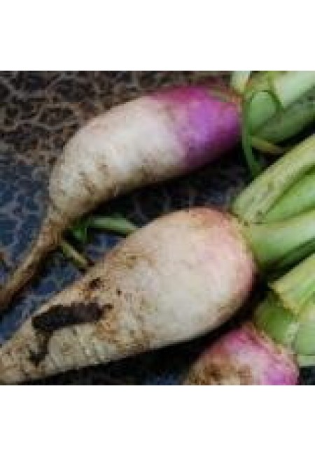 Stoppelknol Samson 250g