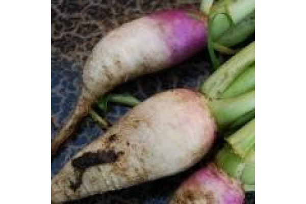 Stoppelknol Samson 250g