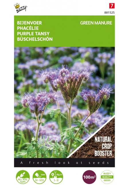 Phacelia tanacetifolia 100g (8)