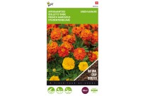 Tagetes Bonita 50g (8)